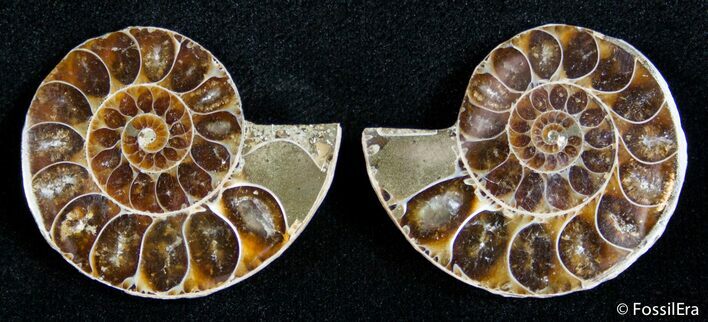 Inch Split Ammonite Pair #2662